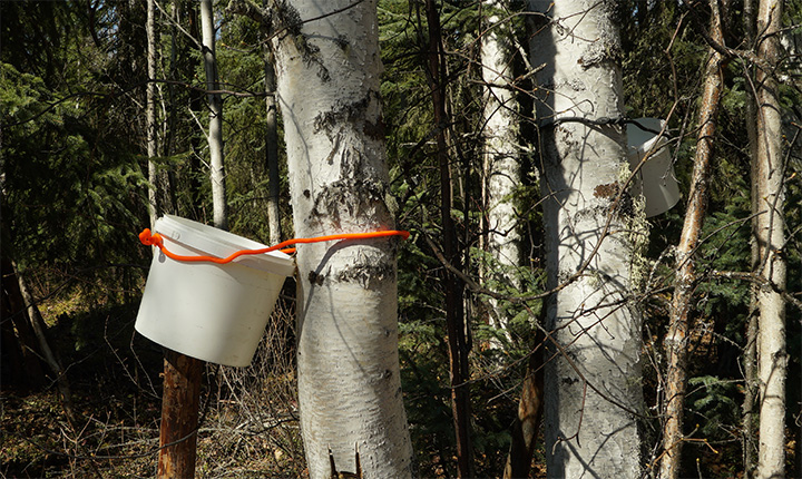 How to Harvest Birch Water and What are the Benefits of drinking Birch Water ?