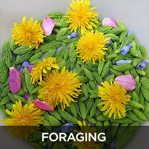 Foraging Guide